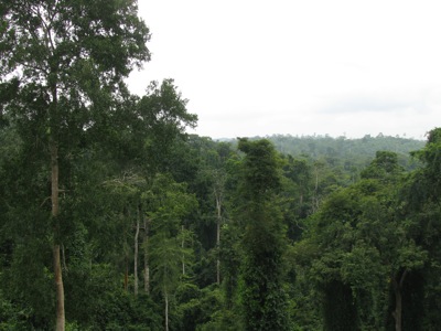 rainforest.jpg